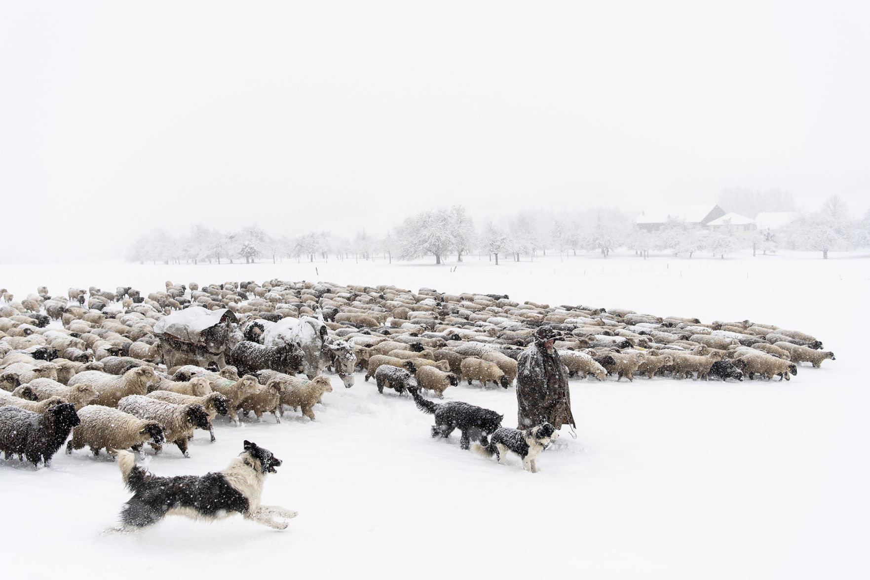 Switzerland Shepherd